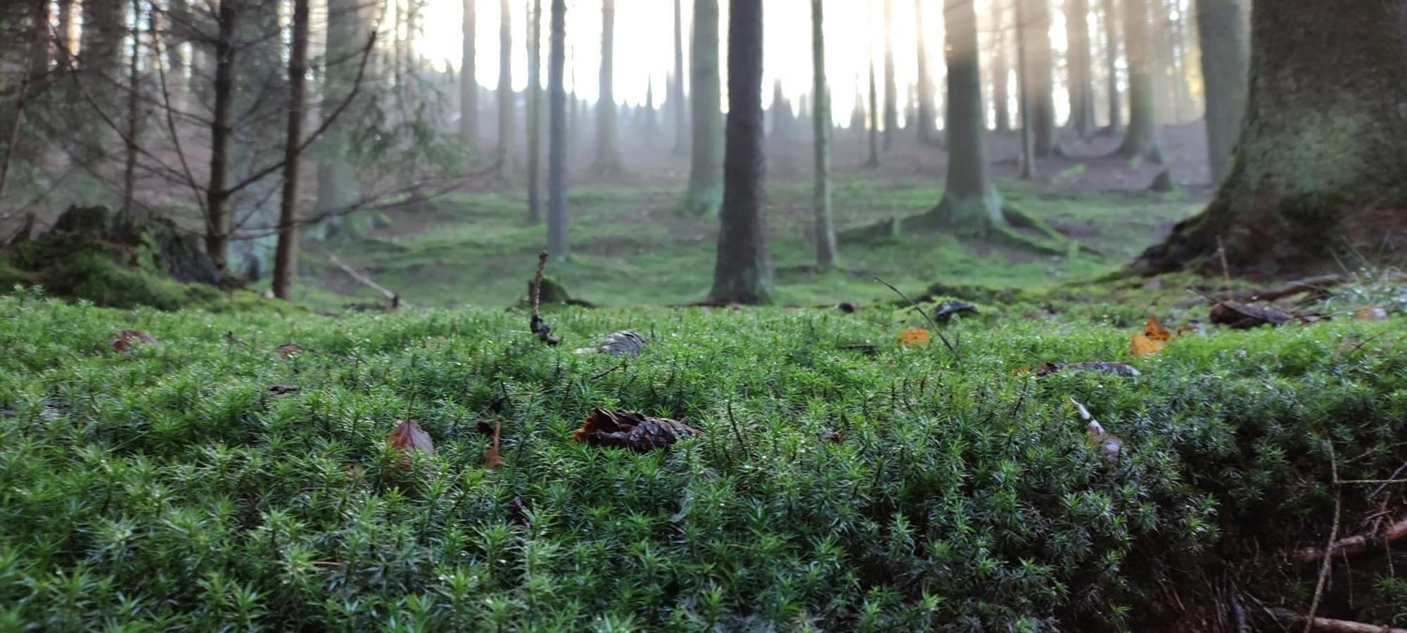 Srnci Vrch Batnovice Exteriér fotografie